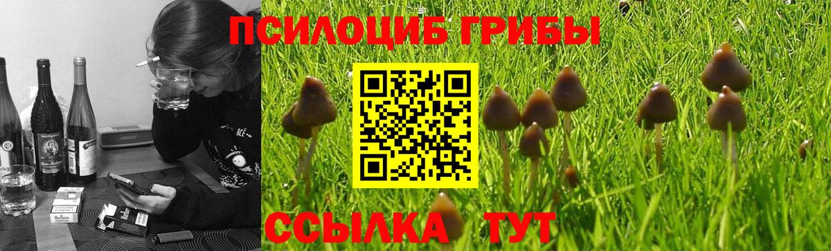 Псилоцибиновые грибы Psilocybe  Вход с VPN  Щёкино 